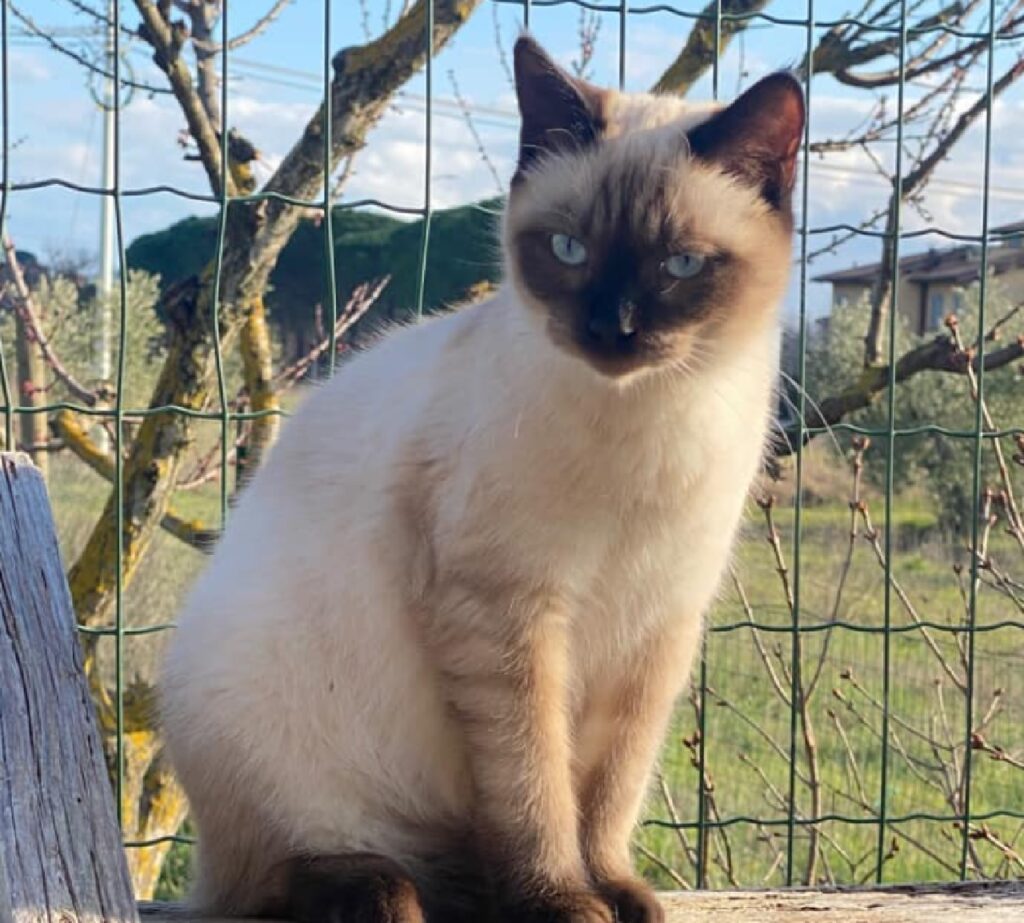 gatta siamese occhi azzurri 