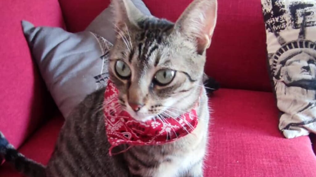 gatta minou bandana rossa