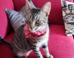 Crotone, in palio una ricompensa per chiunque ritrovi la gatta Minou, questa risulta ancora smarrita a distanza di giorni