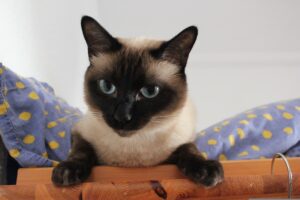 5 cucce morbide e comodissime per i sonnellini dei gatti Siamese