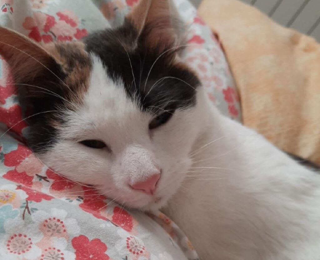 gatta sta per dormire 