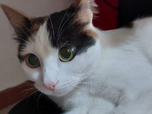Dalmine, prosegue il caso di Venere, questa gatta calico sembra aver smarrito la via del ritorno