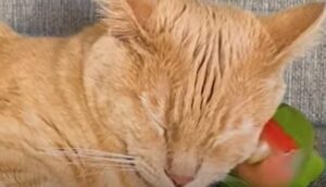 Il dolce gattino Frank ha come migliore amico uno piccolo pappagallo (VIDEO)