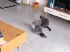 Due gatti molto istruiti simulano la loro morte insieme al padrone (VIDEO)