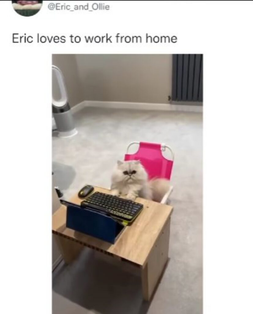 Eric il gatto seduto alla scrivania