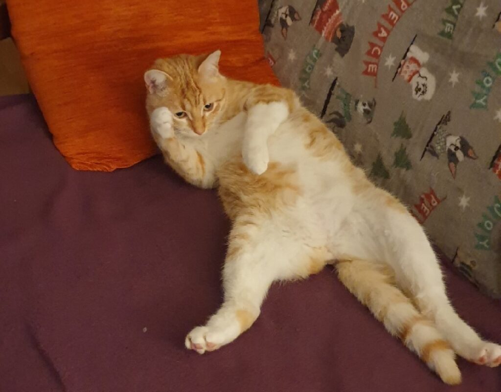 gatto disteso su divano rosso granata