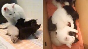 Il gatto fratello maggiore si prende cura dei gattini di sua madre mentre lei è via