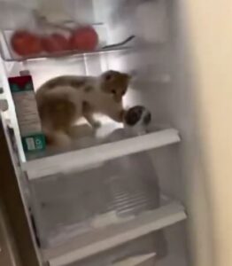 Gatto gioca dentro il frigorifero (VIDEO)