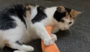 Una gatta calico gioca e si diverte con il suo nuovo peluche a forma di carota (VIDEO)