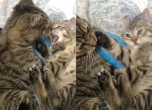 Katara, la gatta è gelosa del suo giocattolo e non vuole darlo alla sorellina (VIDEO)