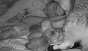 Una gatta porta i cuccioli nel letto della sua umana per dormire tutti insieme (VIDEO)