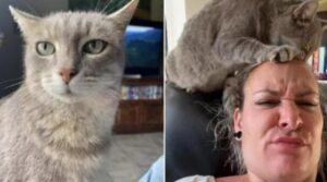 Grey Cat, la gatta randagia che ogni mattina entra in casa di una sconosciuta per sistemarle i capelli