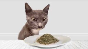 gatti mangiano l'erba gatta
