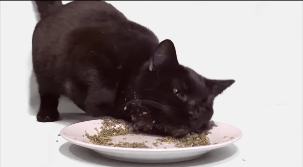 gatti mangiano l'erba gatta per la prima volta