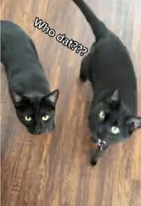 Due gatti neri si insospettiscono (VIDEO)