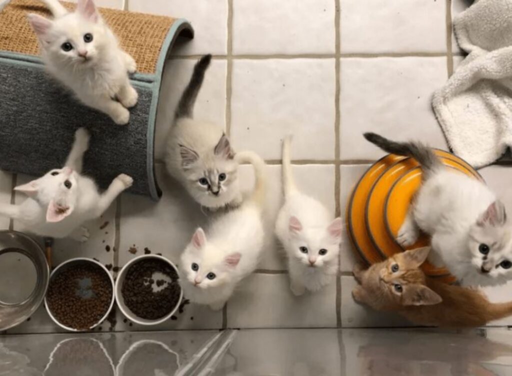 gattini bianchi con uno arancione