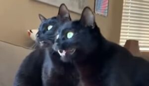 I gatti neri Bart e Milhouse adorano trascorrere il loro tempo insieme (VIDEO)