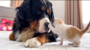 La gattina Tiny incontra un cagnolone per la prima volta (VIDEO)