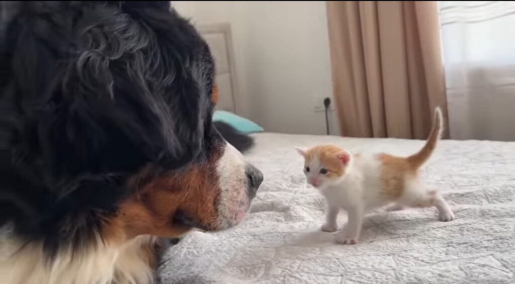 gattina incontra un cagnolone per la prima volta