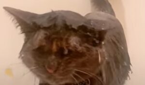La gattina Pym adora profondamente fare spesso il bagno (VIDEO)