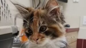 La gattina Tuna ha scelto la casa in cui vivere; la sua tenera storia (VIDEO)