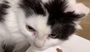 Una gattina abbandonata e sporca si aggirava per le strade da sola; un giorno ha incontrato la sua salvatrice (VIDEO)