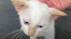 Una gattina cucciola gioca con i suoi giocattoli, anche se ha un problemino alle orecchie (VIDEO)