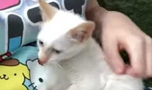 Gattina dolcissima scopre la felicità grazie all’amore della sua umana (VIDEO)