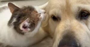 Una gattina incinta mostra amore al cagnolone di casa che la protegge (VIDEO)