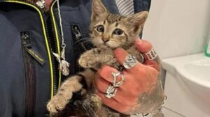 Gattina salvata a Prato, era intrappolata in un controsoffitto
