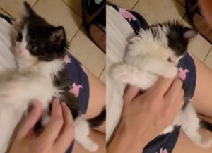 Waddles, la dolce gattina adottata che soffre il solletico sul pancino (VIDEO)