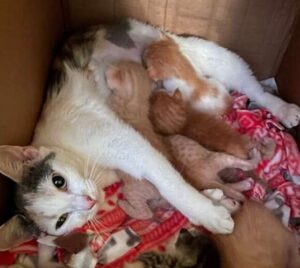 Mamma gatta adotta altri gattini rimasti orfani