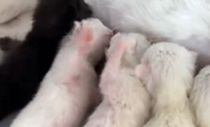 Due gattini cuccioli scontrosi fanno una zuffa mentre bevono il latte dalla madre (VIDEO)