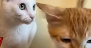 Due gattini domestici mangiano uno snack davvero molto goloso (VIDEO)