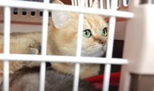 I gattini domestici Mimi e Kiki vanno dal veterinario insieme al proprietario (VIDEO)