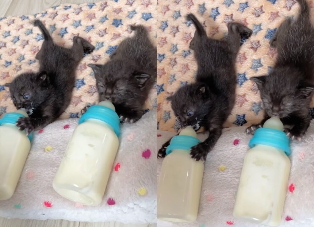 gattini trovatelli bevono il latte dal biberon