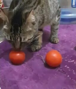 Gattino mangia pomodori per la prima volta (VIDEO)
