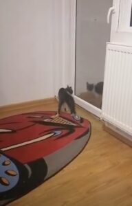 Gattino si guarda allo specchio per la prima volta (VIDEO)