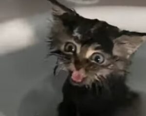 Gattino fa il bagnetto per la prima volta (VIDEO)