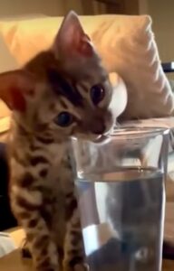 Gattino prova a bere acqua dal bicchiere per la prima volta e la sua reazione è tutta da ridere (VIDEO)