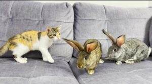 Gattino incontra due coniglietti per la prima volta (VIDEO)