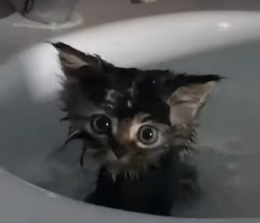gattino fa il bagnetto per la prima volta