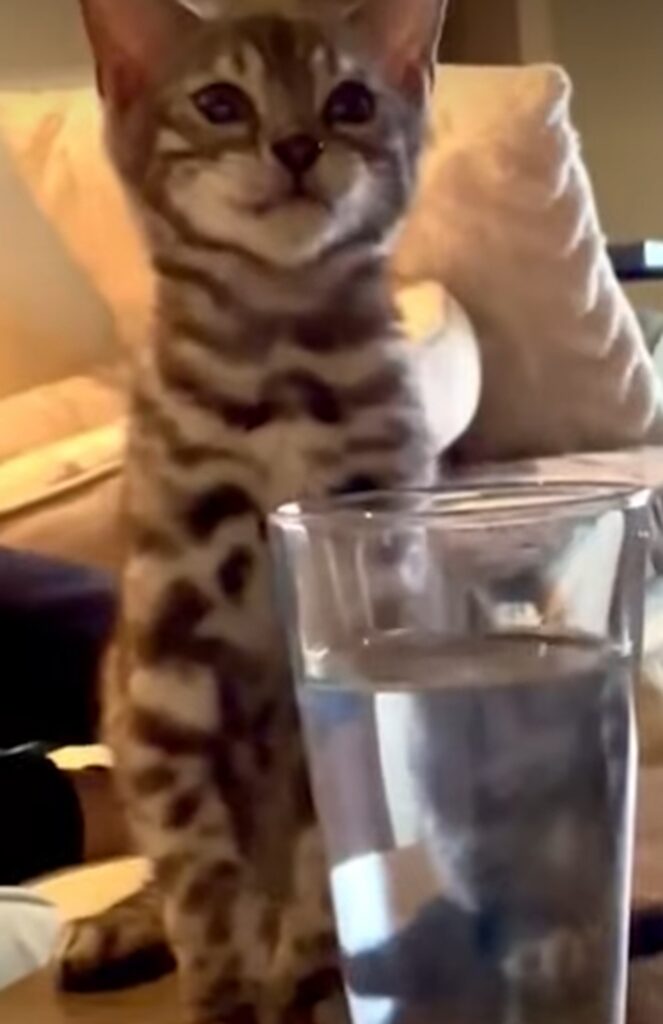 gattino beve dal bicchiere