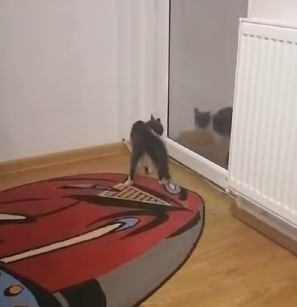 video di un gattino