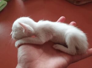 Gattino minuscolo sopravvive: la sua dolce storia