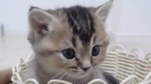 Il gattino Kiki adora giocare con il proprietario su un tappeto morbido; la mamma lo controlla (VIDEO)