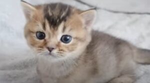 Il gattino Kiki gioca con il suo nuovo passatempo preferito e fa ingelosire gli altri due gatti di casa (VIDEO)