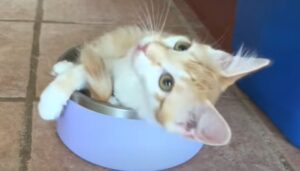 Il gattino Rusty gioca con la ciotola vuota del cane di casa (VIDEO)