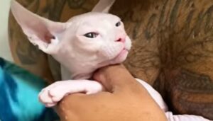 Un dolcissimo gattino Sphynx è riuscito a penetrare nel cuore del suo umano (VIDEO)