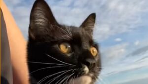 Il gattino abbandonato Piedino ha capito che al mondo vale la pena essere felice (VIDEO)